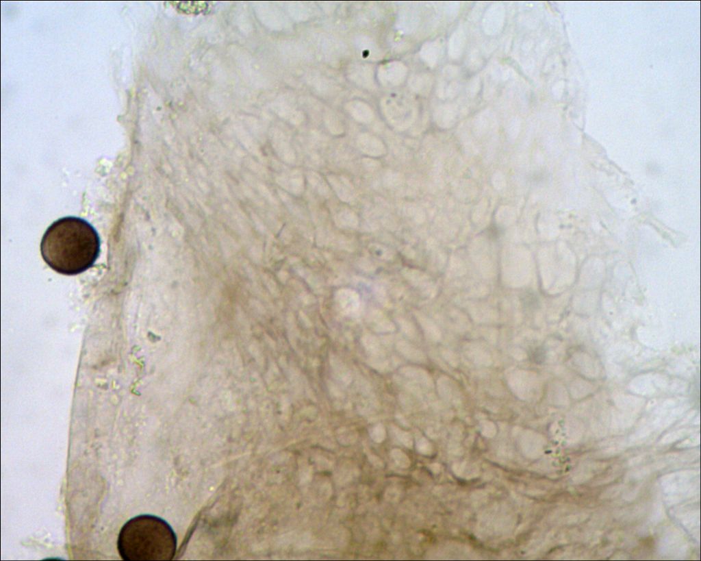 Lamproderma sp, Olympos